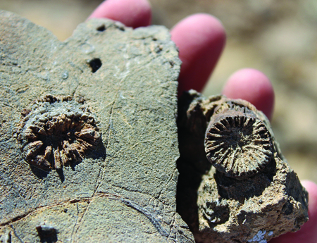 The earliest Jurassic solitary corals discovered by UM researchers in New York Canyon.